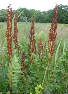 European Royal Fern