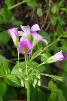 Large-flowered Pink-sorrel