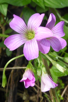 Large-flowered Pink-sorrel