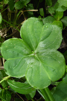 Large-flowered Pink-sorrel