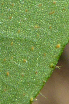 Large-flowered Pink-sorrel