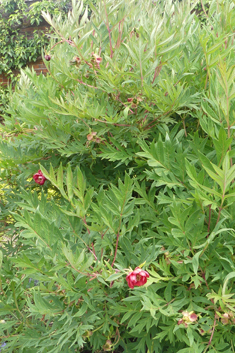 Red Tree-peony