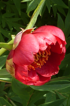 Red Tree-peony