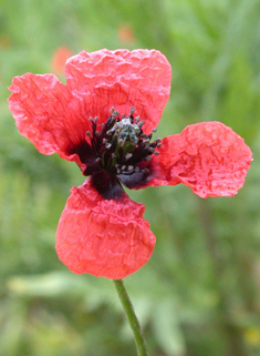 Prickly Poppy