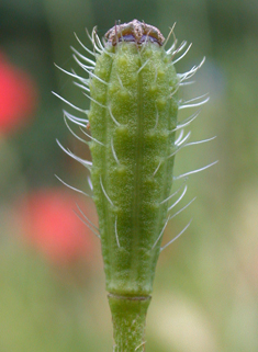 Prickly Poppy