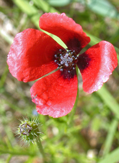 Prickly Poppy