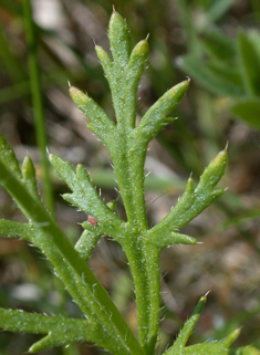 Prickly Poppy