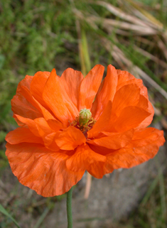 Atlas Poppy