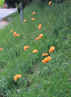 Atlas Poppy