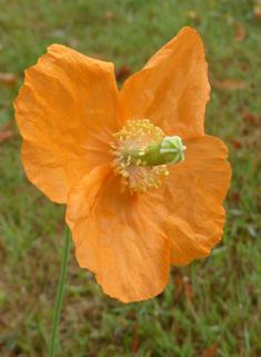 Atlas Poppy