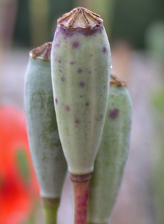 Atlas Poppy