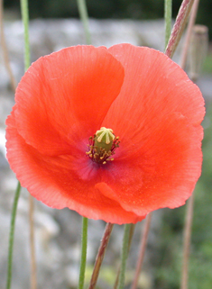 Atlas Poppy