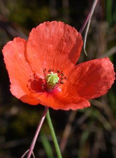 Long-headed Poppy