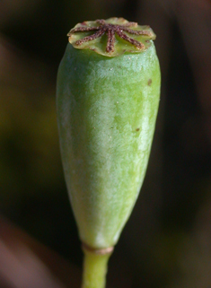 Long-headed Poppy