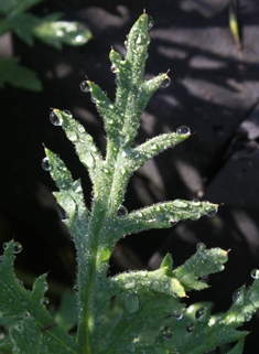 Long-headed Poppy
