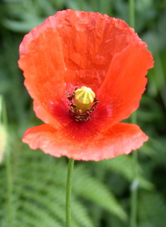 Long-headed Poppy
