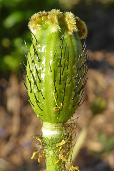 Iceland Poppy
