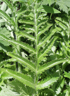 Oriental Poppy