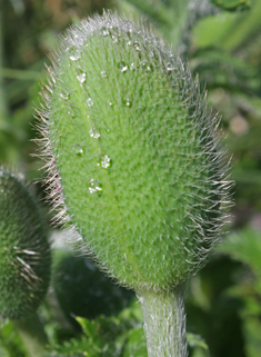 Oriental Poppy