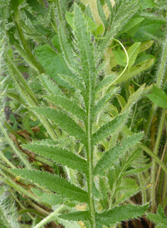 Oriental Poppy