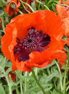 Oriental Poppy