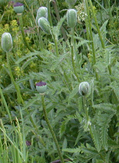 Oriental Poppy