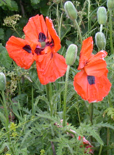 Oriental Poppy
