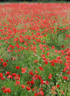Common Poppy