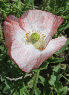 Common Poppy