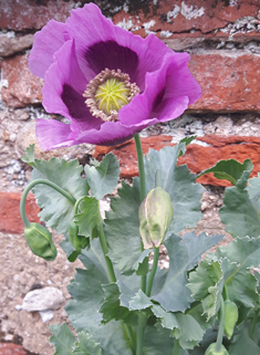 Opium Poppy