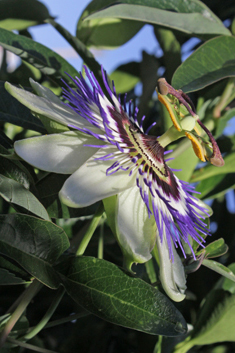 Blue Passionflower