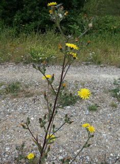 Hawkweed Oxtongue