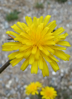 Hawkweed Oxtongue