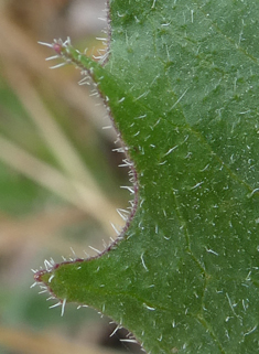 Hawkweed Oxtongue