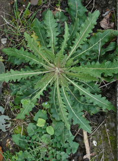 Hawkweed Oxtongue