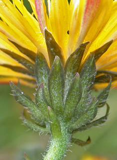 Hawkweed Oxtongue