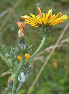 Hawkweed Oxtongue