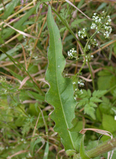 Hawkweed Oxtongue