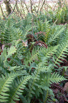 Intermediate Polypody