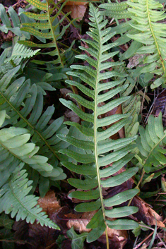 Intermediate Polypody