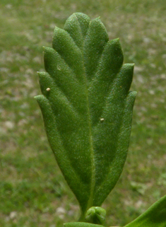 Frogfruit