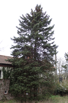 Sitka Spruce
