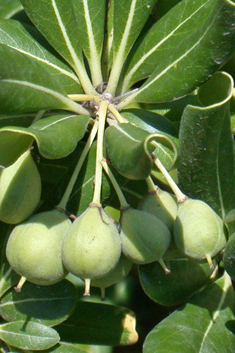 Japanese Cheesewood