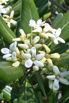 Japanese Cheesewood
