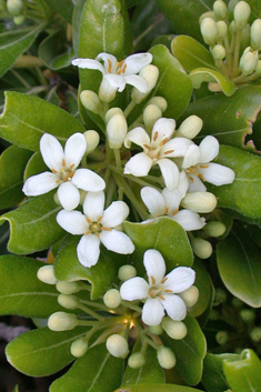 Japanese Cheesewood