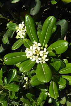 Japanese Cheesewood