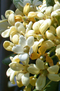 Japanese Cheesewood