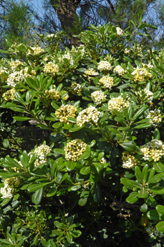 Japanese Cheesewood