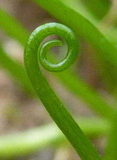 Common Pillwort