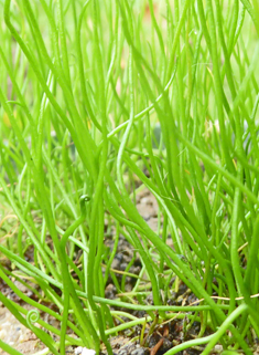 Common Pillwort